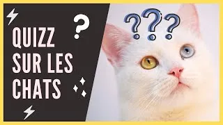 Miniature : Quizz chat : Tout savoir sur les chats !