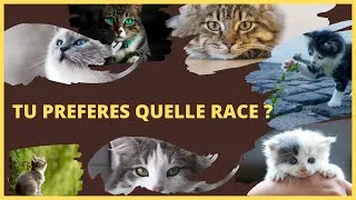 Miniature : Tu préfères quelle race de chat ? (10 races de chats à découvrir ! )