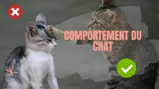 Miniature : Tuto : Comportement du chat ! (comment comprendre son chat)