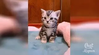 Miniature : Chat Drôle ✪ Vidéo De Chat À Mourir De Rire #4