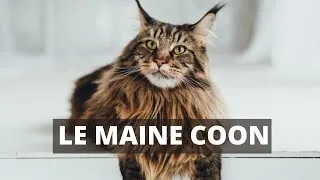 Miniature : Maine coon : Tout savoir sur le maine coon chat