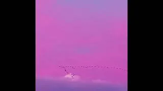 Miniature : Vol des oies sauvages au soleil couchant. (19 novembre 2023)