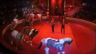 Miniature : Les chevaux du Cirque d'Hiver