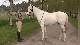 Miniature : Equitation : l'endurance