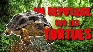 Miniature : LES TORTUES-CHEVALIERMERGUEZ