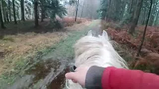Miniature : Nouvelle vidéo ! Nouvelle caméra ! et Galop en forêt ! #rando #trekking #percheron #aventure #france