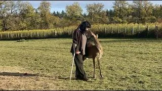Miniature : Magie d'une biche