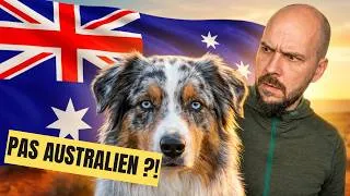 Miniature : Berger Australien : La vérité sur son succès fulgurant