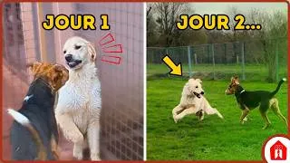 Miniature : "Il a peur des GROS chiens" : l'évolution INCROYABLE d'Alfie