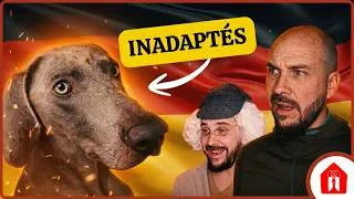 Miniature : Pourquoi les BRAQUES DE WEIMAR sont ils "timbrés" ? - Histoire canine