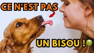 Miniature : C'EST DÉGUEULASSE : LA VÉRITABLE RAISON POUR LAQUELLE LES CHIENS VOUS LÈCHENT !