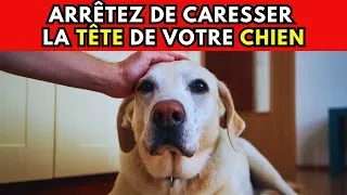 Miniature : ARRÊTEZ DE CARESSER LA TÊTE DE VOTRE CHIEN AVANT DE VOIR!