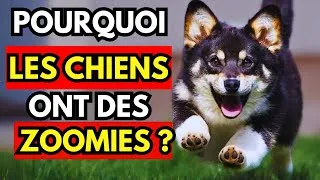 Miniature : LA VÉRITABLE RAISON DERRIÈRE LES "ZOOMIES" DE VOTRE CHIEN - ET CE QUE CELA RÉVÈLE SUR VOUS !
