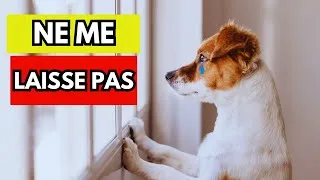 Miniature : Ne Faites JAMAIS CELA Quand Vous Laissez Votre Chien SEUL