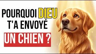 Miniature : Pourquoi DIEU T'a Envoyé Ce Chien Dans Ta Vie (La Réponse Va Te Surprendre)