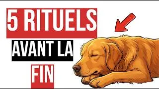 Miniature : Ce Que Votre Chien Vous Dit Avant De Partir (Les 5 Rituels Pour Honorer Sa Dernière Étape)
