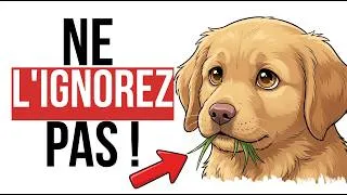 Miniature : Si Votre Chien Mange De L'Herbe, Voici Ce Qu'il Essaie Vraiment De Vous Dire