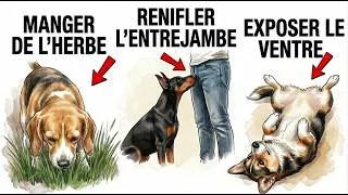 Miniature : 15 Comportements Étranges des Chiens et Ce Qu'ils Signifient Vraiment