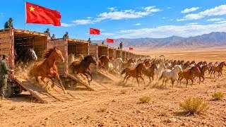 Miniature : La Chine a relâché des chevaux dans un désert sans herbe — résultat a choqué les scientifiques