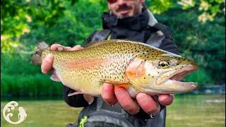 Miniature : Ces TRUITES sont Magnifiques !! Pêche de la Truite à la mouche en NYMPHE AU FIL