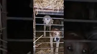 Miniature : Maltraitance animale : des chiens  enfermés dans des épaves à Reugny (37) l'enquête