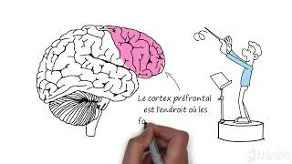 Miniature : Le fonctionnement de votre colonne vertébrale affecte votre cerveau