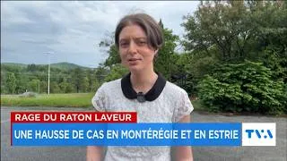 Miniature : Rage du raton laveur en Montérégie et en Estrie : la santé publique fait appel à votre prudence