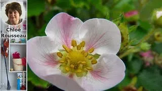 Miniature : Découvrez la magie de la floraison du fraisier : un spectacle à ne pas manquer !