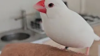 Miniature : mes oiseaux en liberté