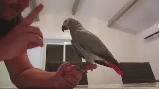 Miniature : mon perroquet fait des progrès