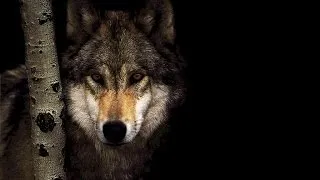 Miniature : WOLF BLOOD (CELTIC MUSIC)