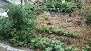 Miniature : Les gestes du quotidien, le potager