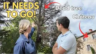 Miniature : This HUGE tree could fall on our chateau!