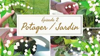 Miniature : POTAGER/JARDIN - Épisode 2...Après la pluie le beau temps et vive les fraises !!!