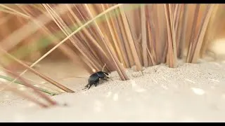 Miniature : Thorectes, l'endémique des dunes