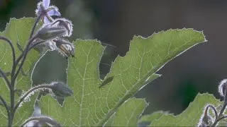 Miniature : Connaître les insectes en Nouvelle-Aquitaine