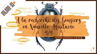 Miniature : A la recherche des gros bousiers #4