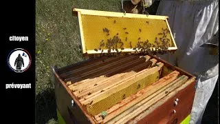 Miniature : Épisode 1: Débuter en apiculture, je visite mon premier rucher.