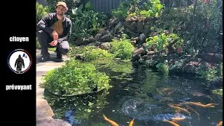 Miniature : Méthode artisanale d'élevage d'alevins de truite à la maison, dans un bassin d'ornement.