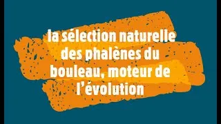 Miniature : la sélection naturelle des phalènes du bouleau, moteur de l’évolution