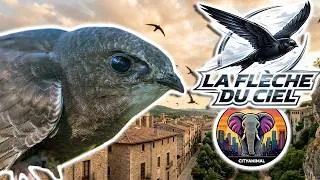Miniature : Martinet noir | Documentaire Animalier