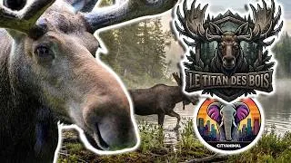 Miniature : Élan | Documentaire Animalier