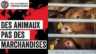 Miniature : Stop aux transports d'animaux vivants sur de longues distances.