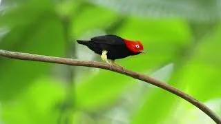 Miniature : Red-capped Manakin & Moonwalk Vs Michael Jackson - courtship ritual
