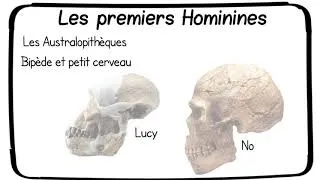 Miniature : Les origines de l'humanité