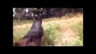 Miniature : [Bonus] Benji La Malice contre le Loup - Benji Vs The Wolf