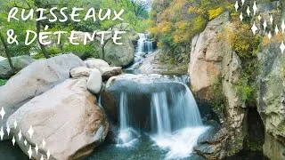 Miniature : Ambiance Ruisseau 🌳 & Chants des Oiseaux 🐦 Musique ZEN Pour Dormir