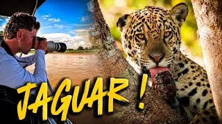 Miniature : BIENVENUE au PAYS des JAGUARS ! (Brésil) 🇧🇷 