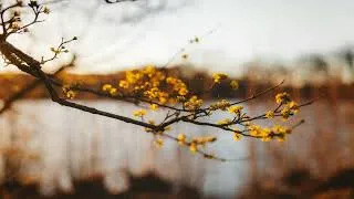 Miniature : Melodic techno mix 2026 (Hernan Cattaneo, Rodriguez Jr, Teho...)