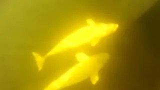Miniature : Kayak de mer, rencontre avec des belugas